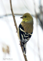 Finch in Winter