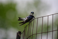 Tree Swallow on an Old Fence