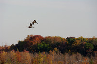 Cranes above Fall Colors