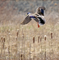 Mallard Coming in for a landing.....