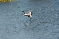 GBH Dancing on the Water