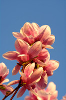 Saucer Magnolia Blooms Reaching for the Sky