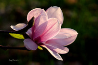 Single Saucer Magnolia Bloom